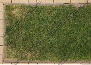 photo texture of grass 0007